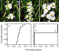 Image result for Monothecium