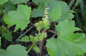 Image result for Xanthium