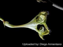 Image result for Ceropegia monteiroae