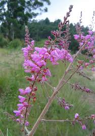 Image result for Pseudarthria