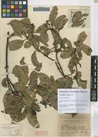 Image result for Ocotea bullata