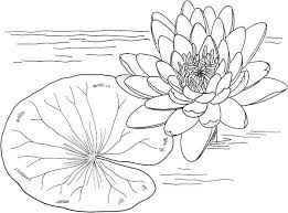 Nymphaea Mexicana And Lily Pad Coloring Page Color Luna In 2020 Lily Pad Drawing Water Lily Drawing Lilies Drawing