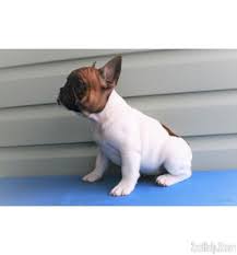 How many bulldogs or french bulldogs have you owned? French Bulldog Buy Nz French Bulldog Puppies French Bulldog French Bulldog Harness
