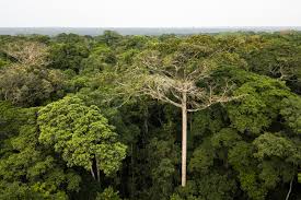 Image result for Bersama yangambiensis