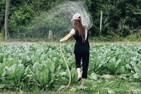 In arid climates, it is double that. Garden Maintenance How Often Should I Water My Garden Diy Morning