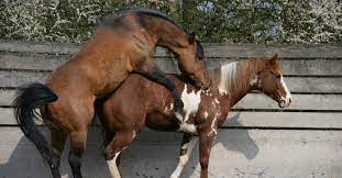 Die einzige möglichkeit, diese unseelige junghengststecherei ein für allemal zu unterbinden. Triebe Und Instinkte Des Pferdes Verstehen Fortpflanzungsverhalten Mein Pferd Mein Freund