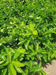 Vivero J R Citricos En General Posts Facebook