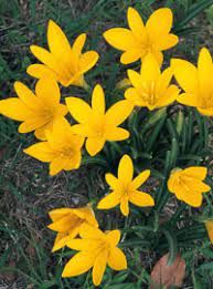 Raccolta creata il 7 febbraio 2020 11 febbraio 2020 da belleimmagini. Febbraio Voglia Di Fiori Lavori Di Primavera Giardinaggio Mobi