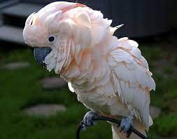 cacatua cute baby animals animals baby animals