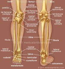 Pin By Genna Hornsby On Anatomy Medical Anatomy Human Anatomy And Physiology Anatomy Bones