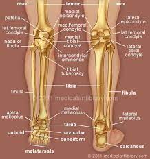The tibia and the fibula, at the top of the ankle joint. Pin By Genna Hornsby On Anatomy Human Anatomy And Physiology Anatomy Bones Medical Anatomy
