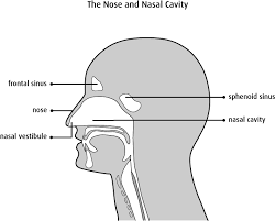The nasal septum divides the cavity into two cavities, also known as fossae. The Nasal Cavity And Paranasal Sinuses Canadian Cancer Society