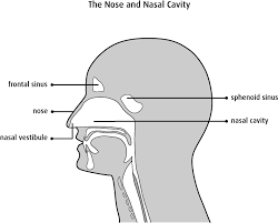 The lower respiratory system begins with the larynx. The Nasal Cavity And Paranasal Sinuses Canadian Cancer Society