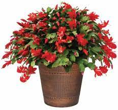 Christmas Cactus Care Instructions Hgtv Home Plants Know How Christmas Cactus Christmas Cactus Care Christmas Plants