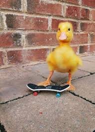 Pin By Yusra Sarcan On Animals In 2020 Baby Animals Funny Cute Baby Animals Cute Little Animals