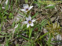 Image result for Sisyrinchium micranthum