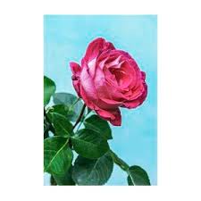 Image result for Rosa sp.