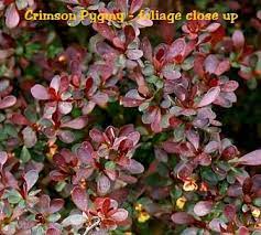 At this point, you can transplant them to individual containers filled with sterile potting soil. Crimson Pygmy Barberry