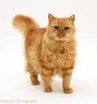 Persian Kittens for Sale - Adoptapet