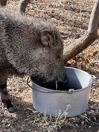 This javelina just came into my yard and bit my dog. My dog polar is 90lb  husky malamute so he is fine but you can see the tuff of his hair in