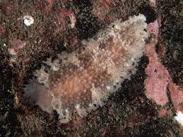 Image result for Tritonia