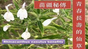 白鹤灵芝草的功效 rhinacanthus nasutus snake jasmine medicinal uses medicine snake jasmine