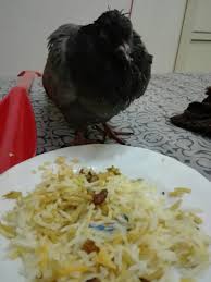 Pin By Shawki R On Birds Food Grains Rice