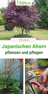 Straucher Japanischen Ahorn Schneiden Japanischer Ahorn Garten Garten Pflanzen Pflanzen