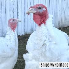 Black And White Turkey Breed Broad Breasted White And Bronze Turkeys Can Now Be Shipped With Our Heritage Breed Turkeys Such A Great Way To Add Varie Heritage Breeds Bronze Turkey Breeds