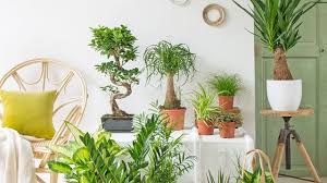 We did not find results for: Plante D Interieur Laquelle Choisir Quand On N A Pas La Main Verte Cote Maison