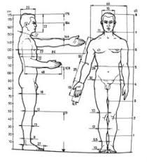 The Simulation Of Human Gait In Solid Works