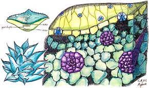 The process of photosynthesis in desert plants has evolved mechanisms to conserve water. Crassulacean Acid Metabolism Wikipedia
