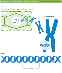The process of genetic modification. What Are Gm Crops And How Is It Done Royal Society