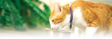 How Do I Switch Or Transition Cat Foods Hill S Pet