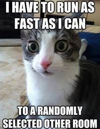 Clearly, the cats that she beat up got in the way of her doing some impurrtant business. 25 Funny Cat Memes That Will Make You Lol