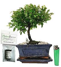 One of the most common are ficus, and most of its variations. Sa15bf Chinese Bird Plum Flowering Indoor Bonsai Tree Free Food Buy Online In Burundi At Burundi Desertcart Com Productid 70587898