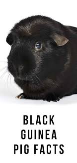 Black And White Bunny Names Pin On Guinea Pig Facts