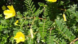 Image result for Tribulus excrucians
