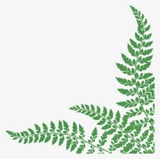 Fern Leaf Png Download Transparent Fern Leaf Png Images For Free Nicepng Find & download free graphic resources for fern. fern leaf png download transparent