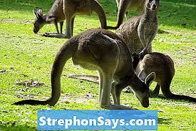 Image result for à¤›à¤²à¤¾à¤‚à¤— à¤²à¤—à¤¾à¤¨à¥‡ à¤µà¤¾à¤²à¥‡ à¤œà¥€à¤µ