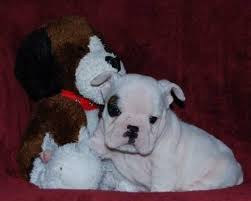 Micro Bully Pets And Animals For Sale Texas