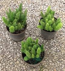 Baby Foxtail Fern Centerpieces Foxtail Fern Fern Centerpiece Plants