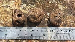 Image result for Antrocaryon nannanii