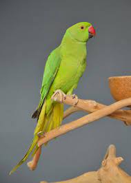 Male and female blue ringneck talking parrota. Baby Ringneck Talking Parrot Birds4u