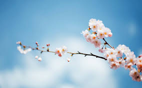 Purveyor to the royal court of sweden. 24 Sakura Flowers Wallpapers Wallpaperboat