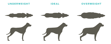 If your dog is very skinny and needs some extra help gaining weight many people use petag dyne high calorie liquid dog supplement. 5 Best Dog Foods For Weight Gain How To Bulk Up Your Canine