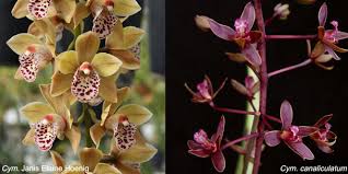 Image result for Cycnium jamesii