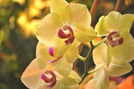 Prima di analizzare il significato dell'orchidea nel linguaggio dei fiori, soffermiamoci sulla leggenda e la le orchidee gialle sono simbolo di amicizia, il suo significato è correlato ai nuovi inizi e ai buoni auspici. Orchidea Significato In Amore E Amicizia