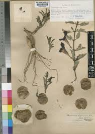 Image result for Pterodiscus aurantiacus