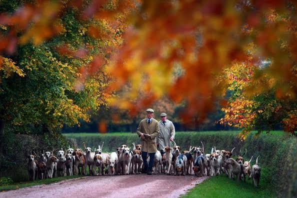 Fox hunt - Hunting